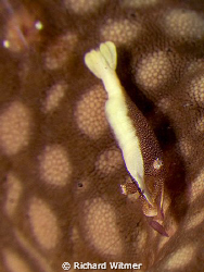 Shrimp on a sea star (Periclimenes soror). He has a littl... by Richard Witmer 